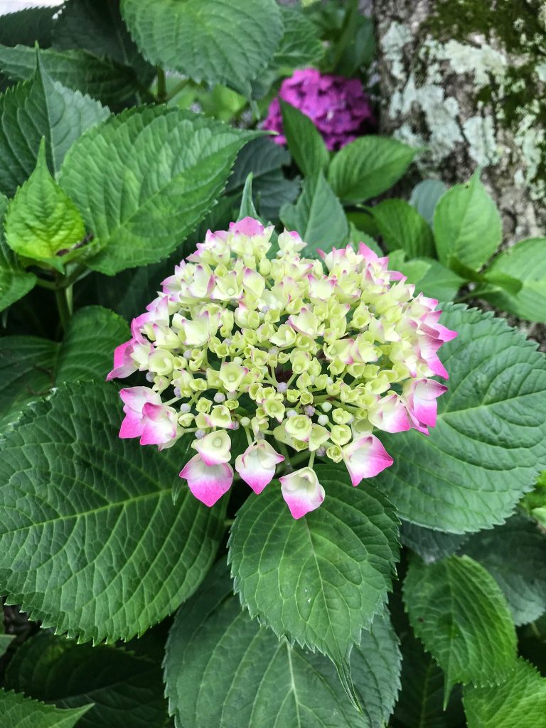 hydrangea kamakura