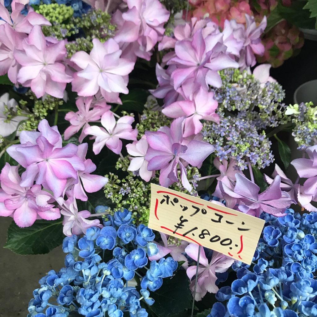 hydrangea kamakura